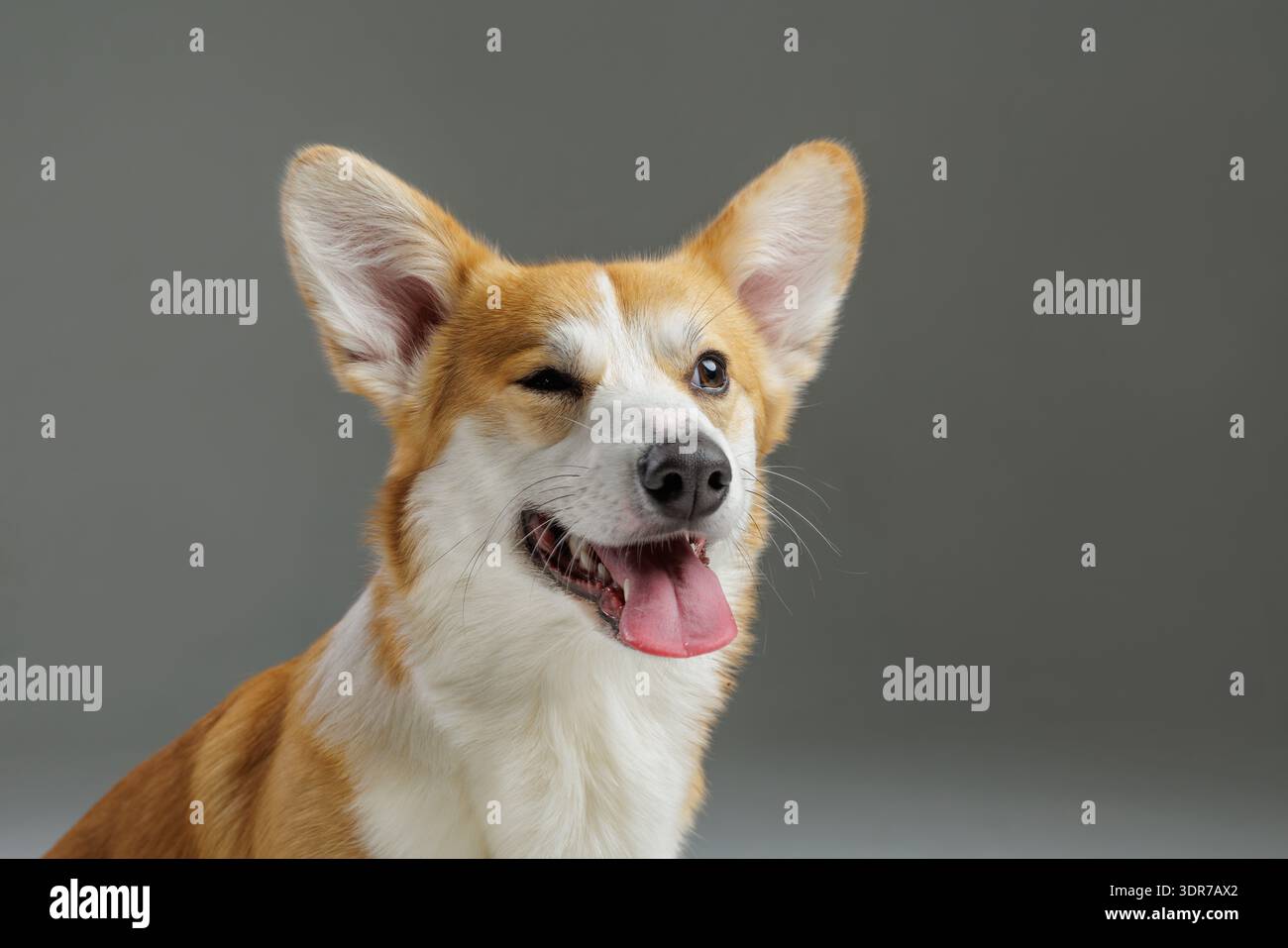 Divertente cane corgi che si fa l'occhiolino e sorride nel primo piano dello studio. Ideale per campagne di umorismo, branding per animali domestici, pubblicità e contenuti sui social media con c Foto Stock
