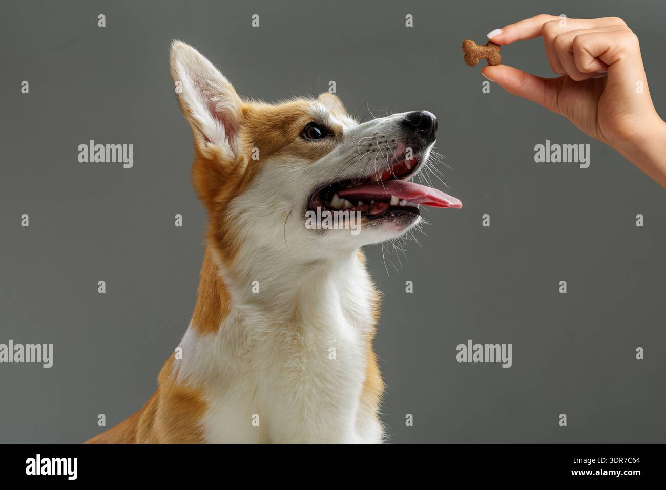 Cane Corgi che guarda un regalo tenuto per mano nel primo piano dello studio. Ideale per pubblicità di alimenti per animali domestici, branding di nutrizione sana e campagne di cura dell'alimentazione con Foto Stock
