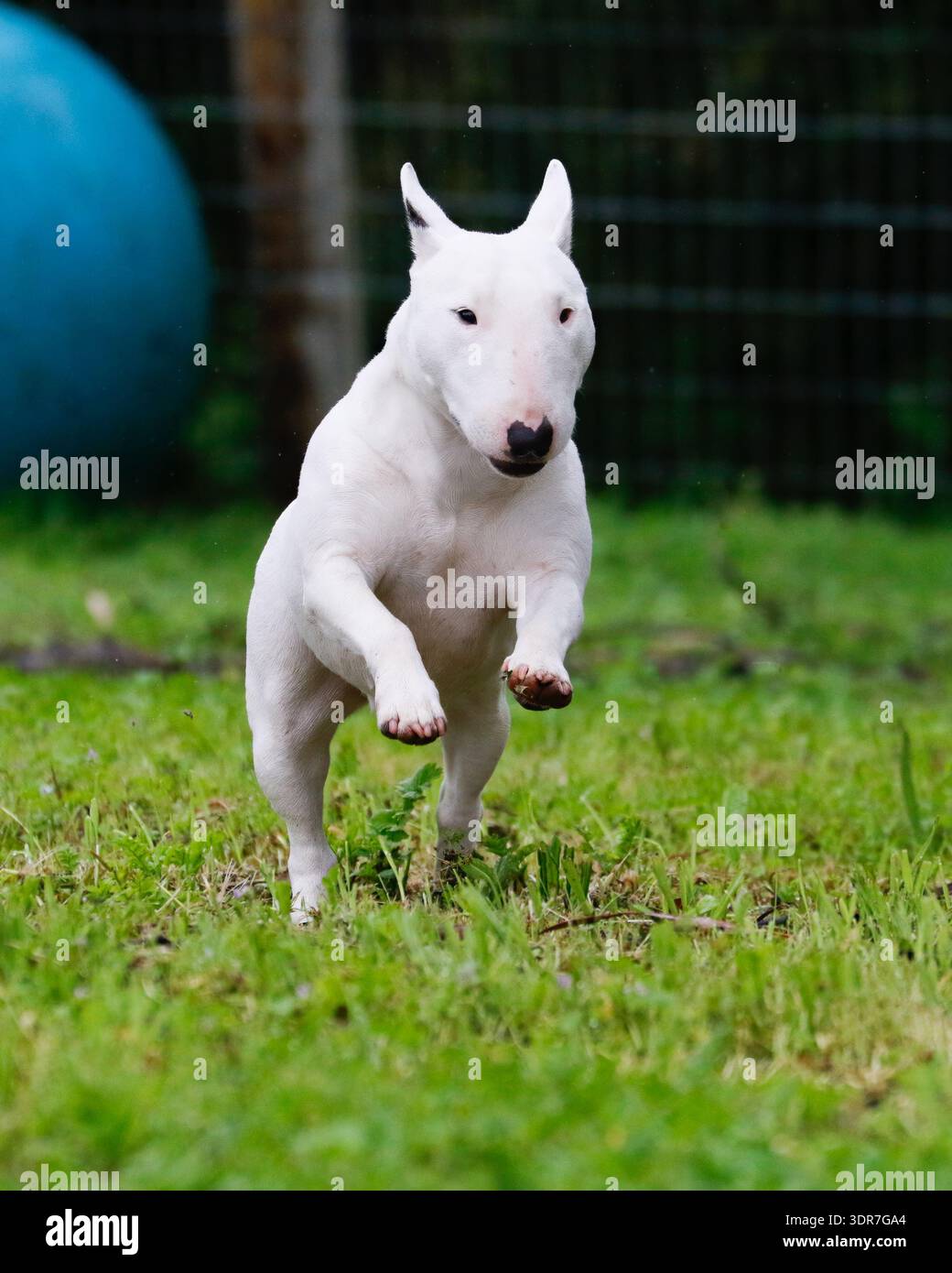 Bull terrier bianco in miniatura che corre e salta attraverso l'erba Foto Stock