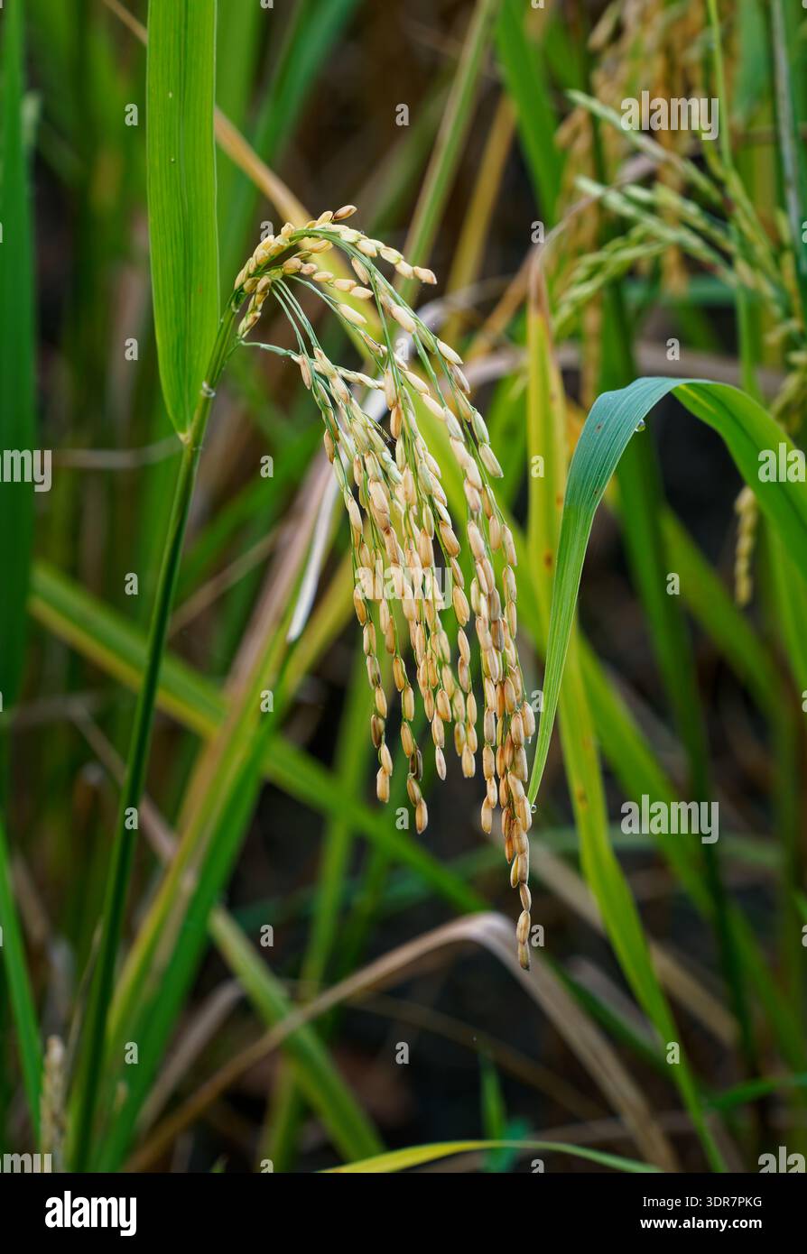 Primo piano di riso stagionato (Oryza sativa) panicolo con grani dorati in risaia, cereali di base da nutrire miliardi in tutto il mondo, simbolo dell'agricoltura, f Foto Stock