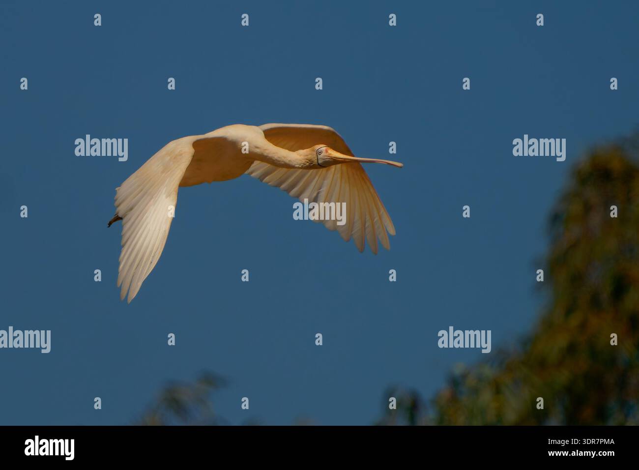 Becco giallo (Platalea flavipes) in volo contro il cielo blu, elegante uccello acquatico australiano con becco lungo a forma di cucchiaio e piumaggio bianco, dy Foto Stock