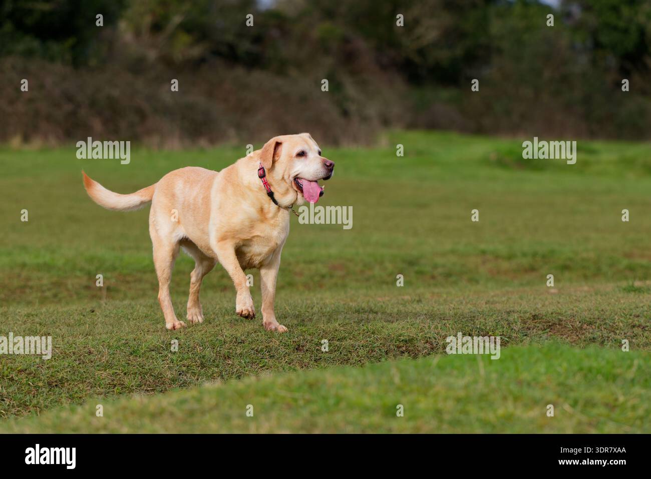 Il vecchio Labrador stava con la lingua che usciva Foto Stock