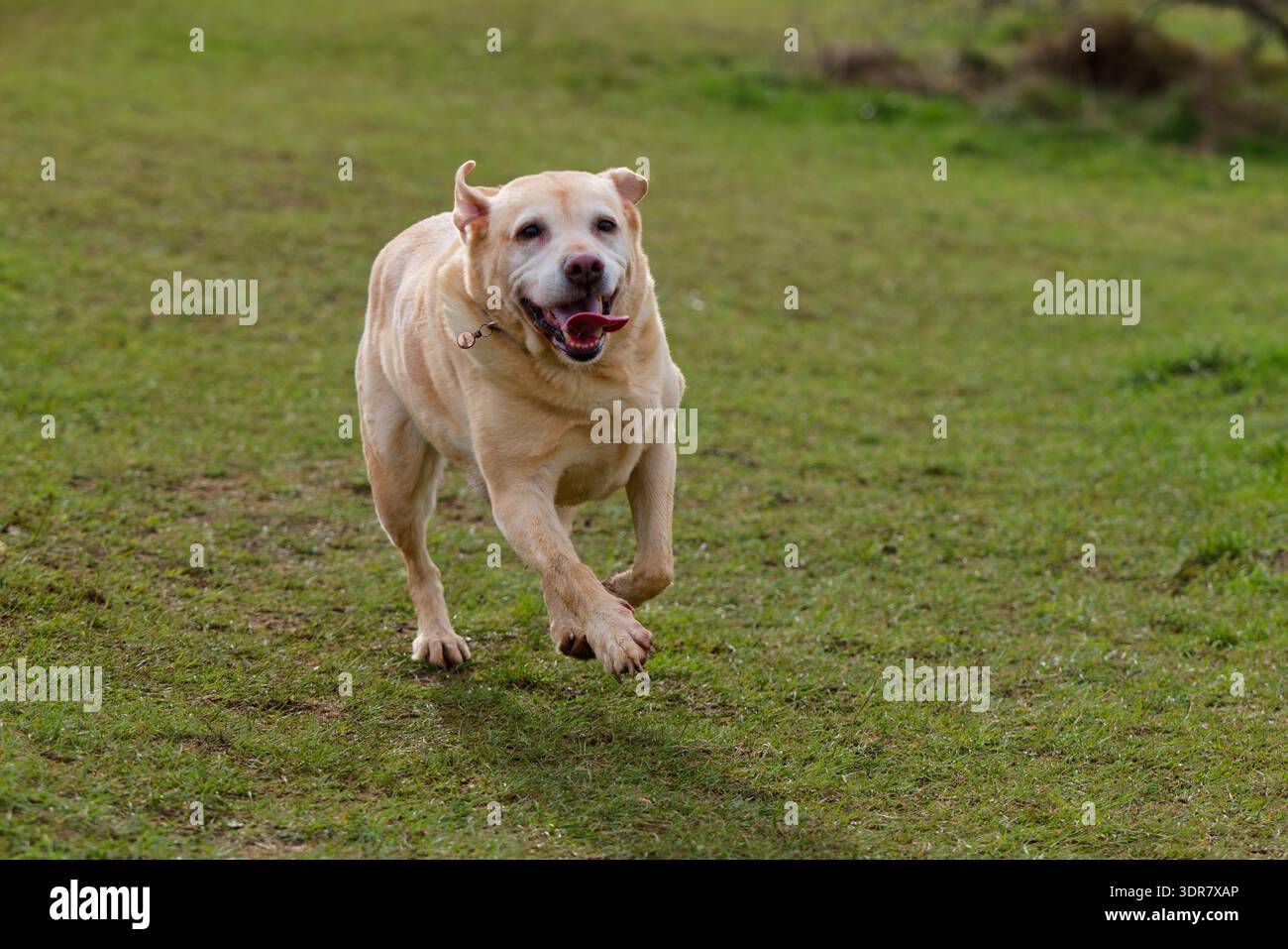 Vecchio Labrador che corre con le orecchie che battono e la lingua fuori Foto Stock