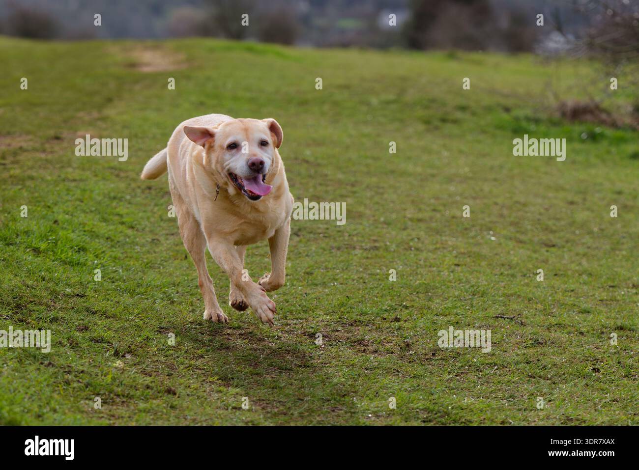 Vecchio Labrador che corre con le orecchie che battono e la lingua fuori Foto Stock