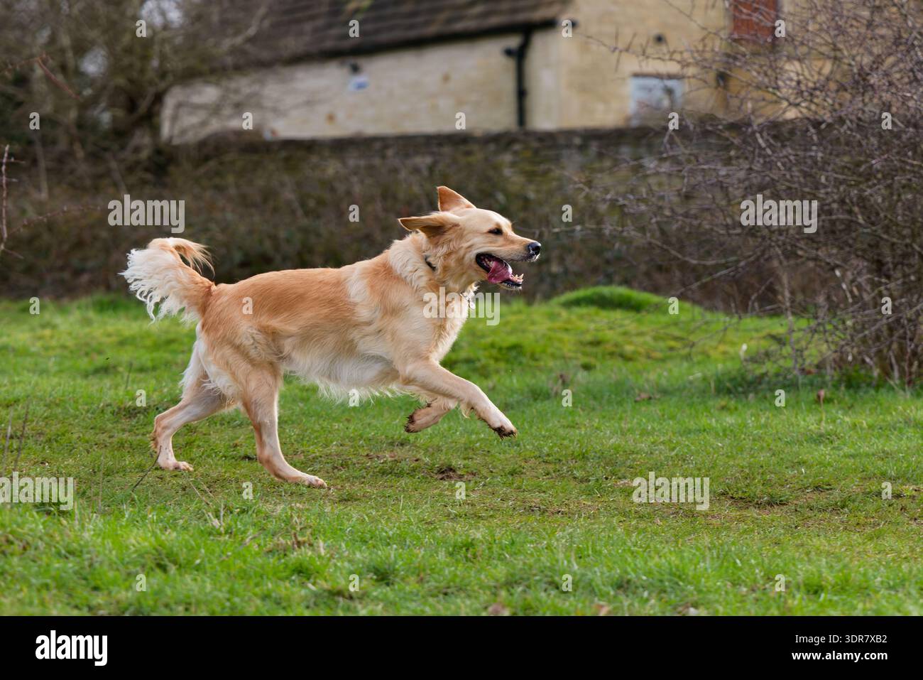 Golden Retriever con zampe frontali sollevate da terra e la coda agita mentre corre Foto Stock