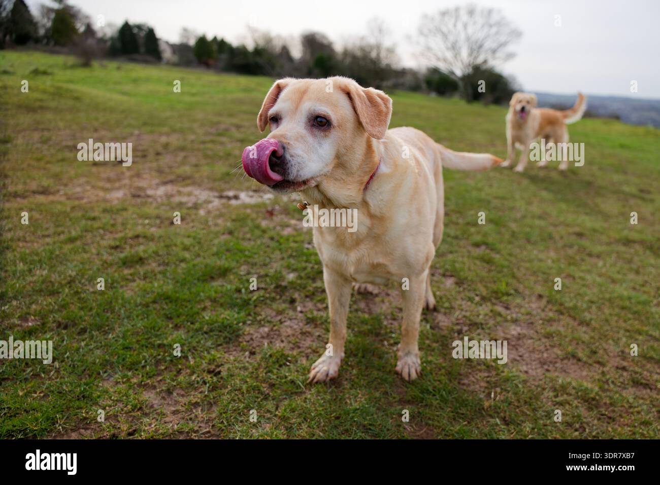 La vecchia Labrador si lecca il naso durante una passeggiata Foto Stock