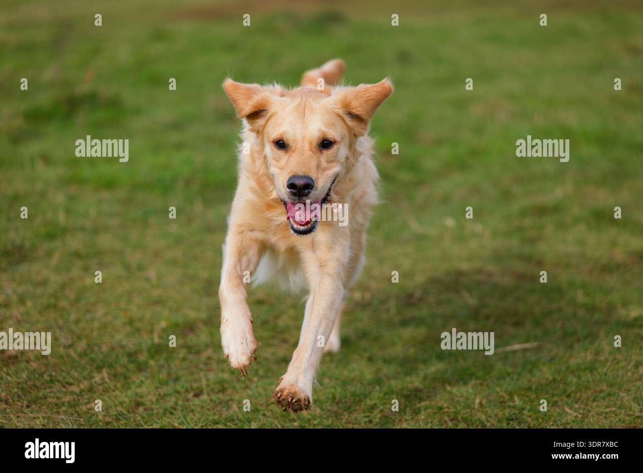 Golden Retriever correre con le orecchie che sbattono Foto Stock