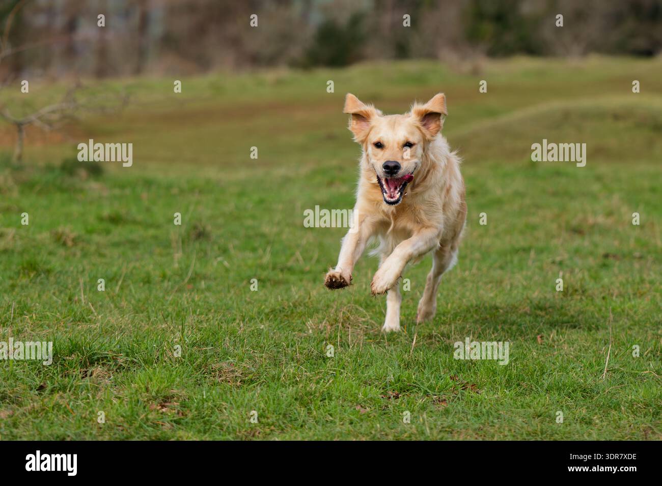 Golden Retriever correre con le orecchie che sbattono Foto Stock
