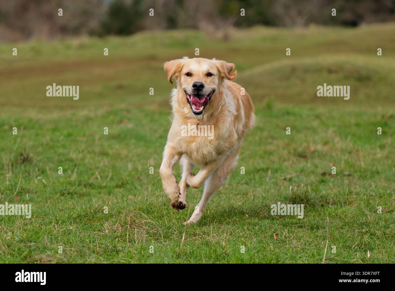 Golden Retriever correre con le orecchie che sbattono Foto Stock