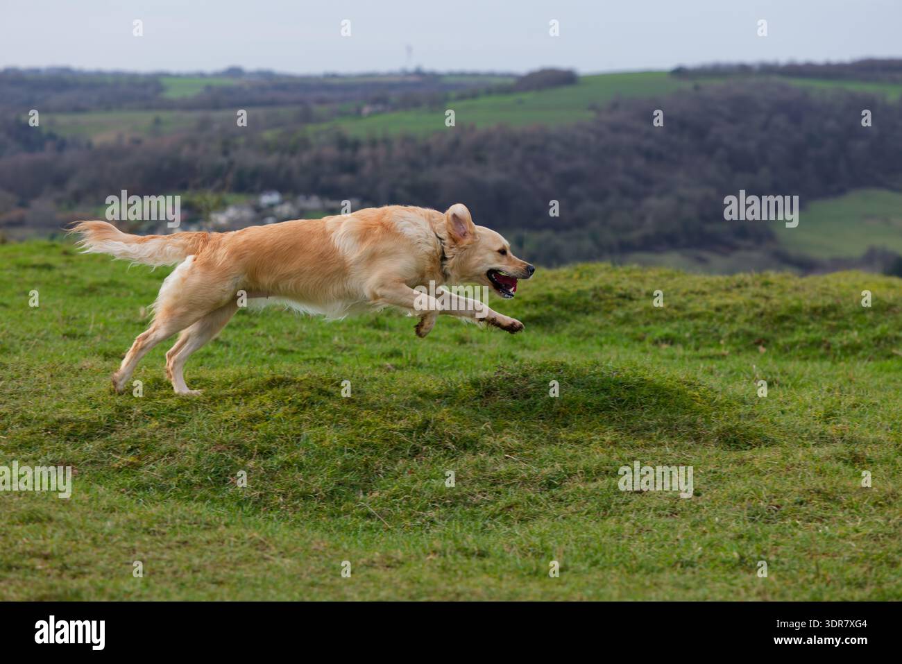 Golden Retriever a tutta velocità Foto Stock