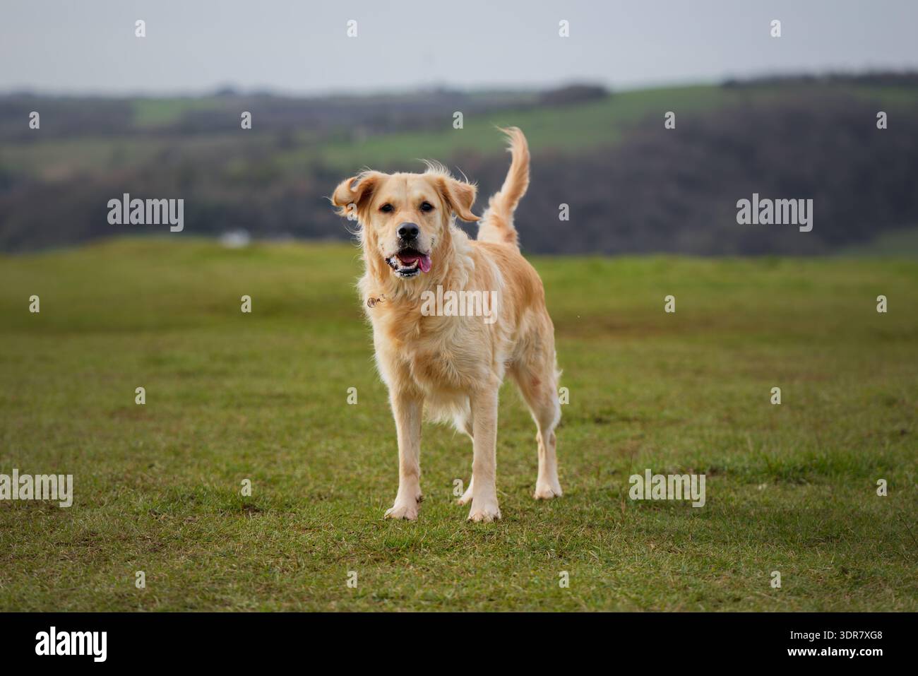 Golden Retriever guardare e ascoltare Foto Stock