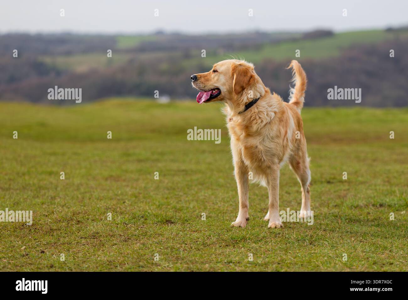 Golden Retriever guardando di lato con la coda alta Foto Stock