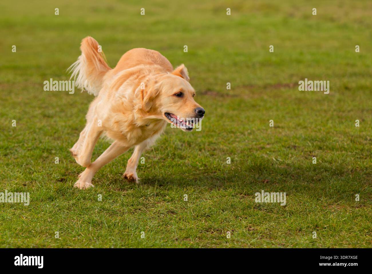 Golden Retriever gira bruscamente mentre corre Foto Stock