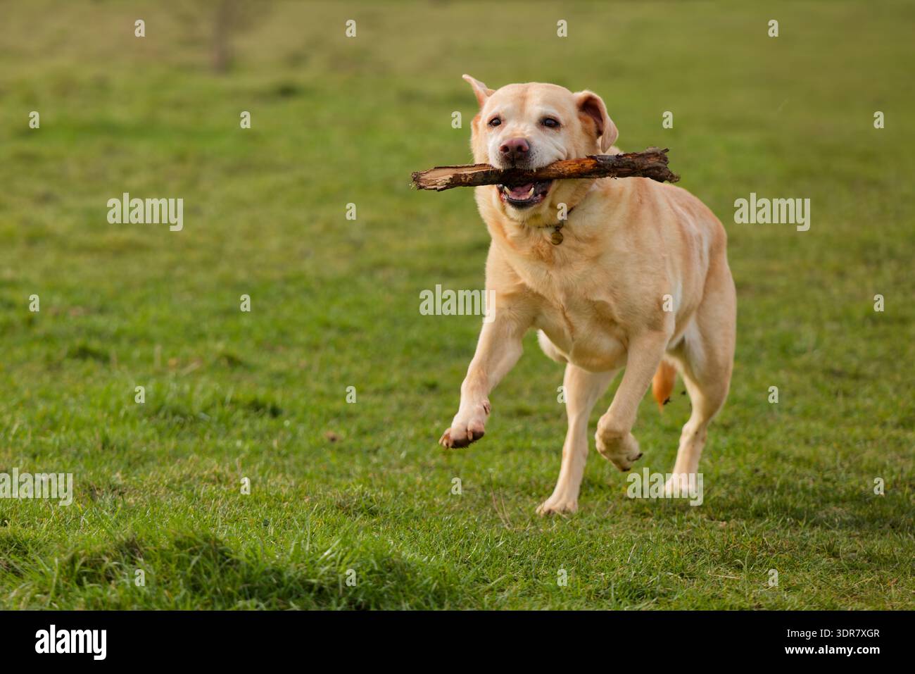Labrador che corre felicemente con un bastone in bocca Foto Stock