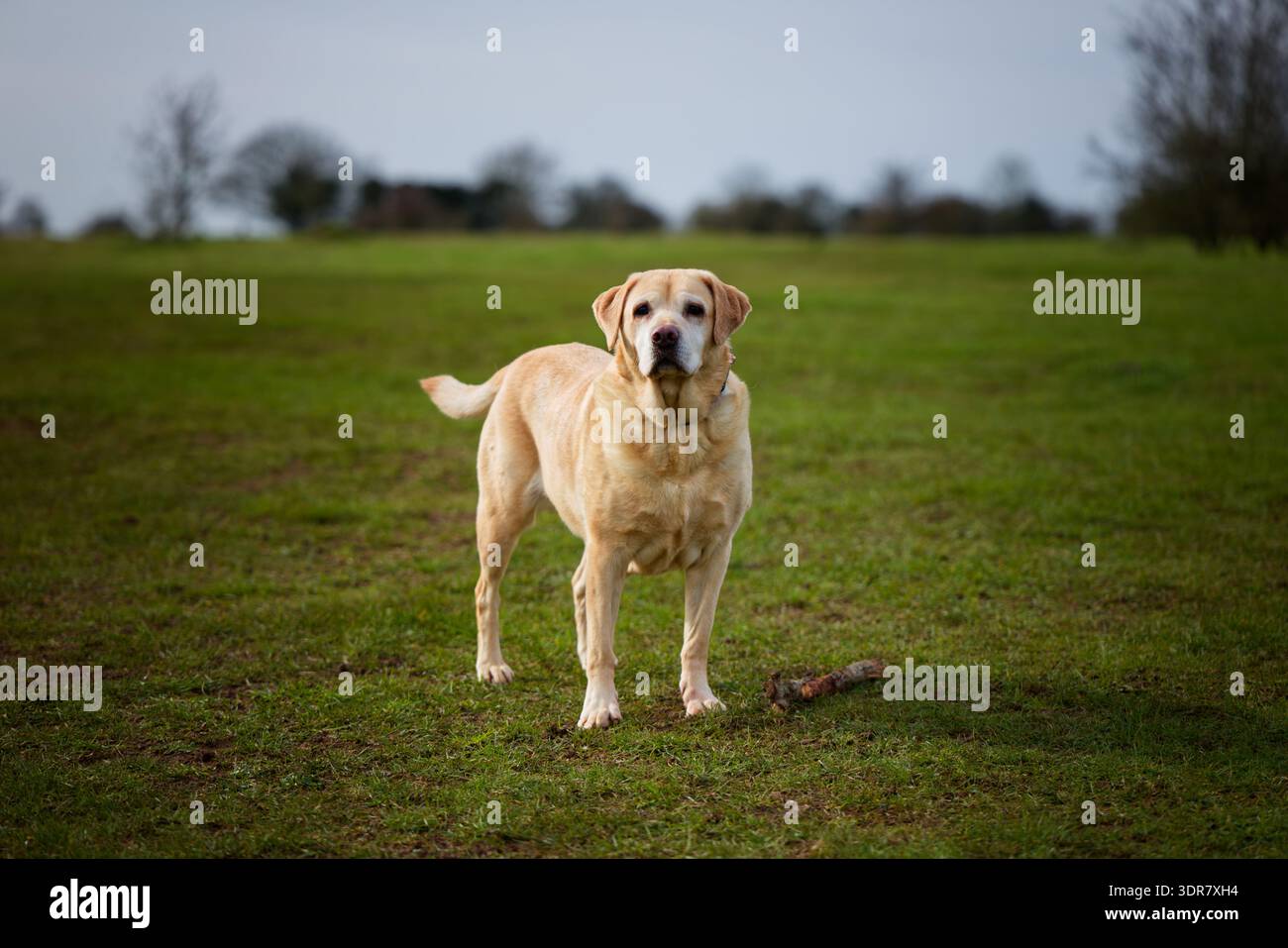 Il vecchio Happy Labrador è in cammino e sembra in stato di allerta Foto Stock