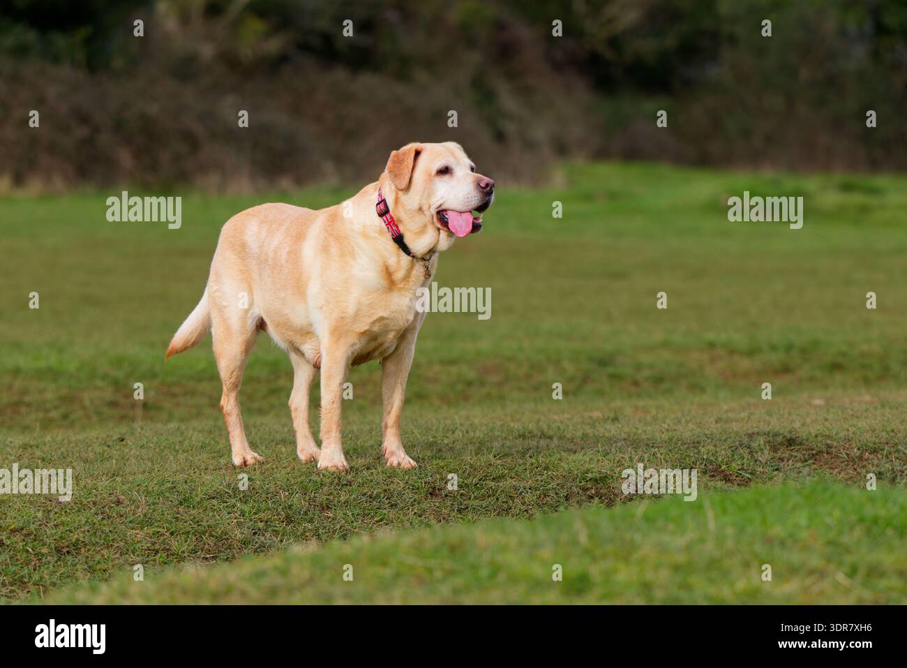 Il Labrador in cammino stava con la lingua in giro Foto Stock