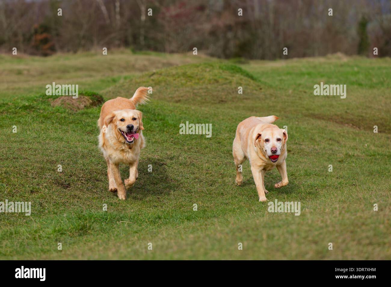 Labrador e Golden Retriever corrono felicemente Foto Stock