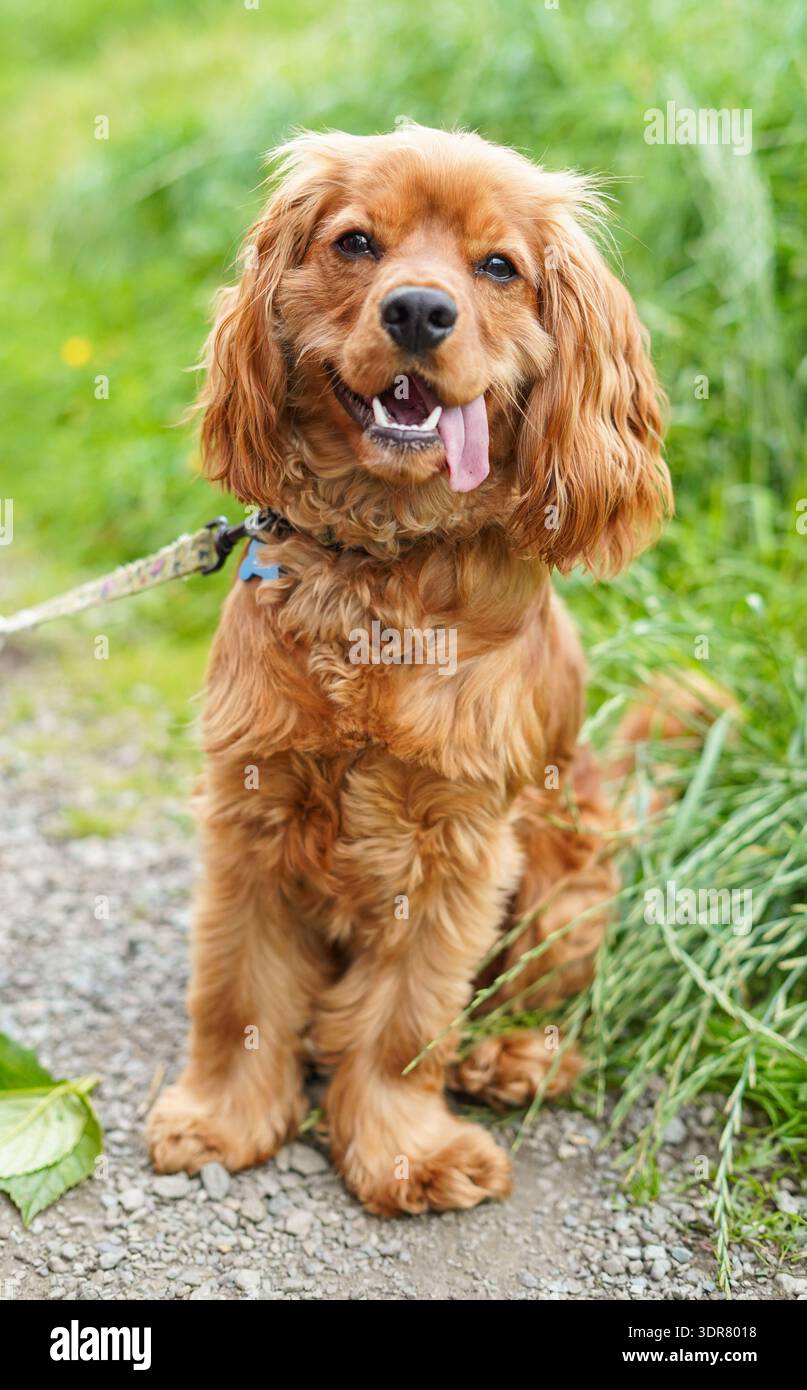 Cane Golden Cocker Spaniel Foto Stock