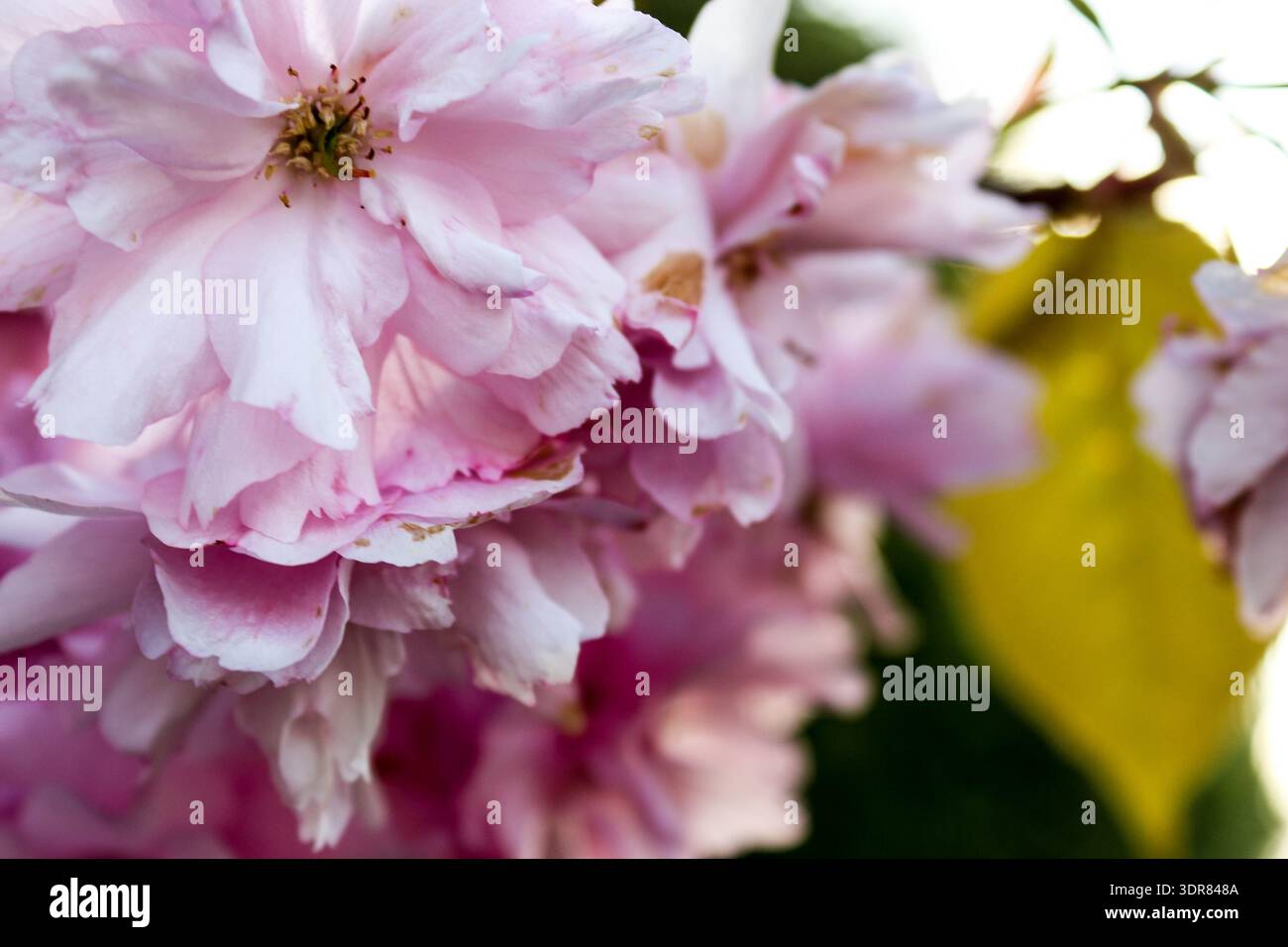 Fiori rosa di un "Kanzan" di Prunus Foto Stock