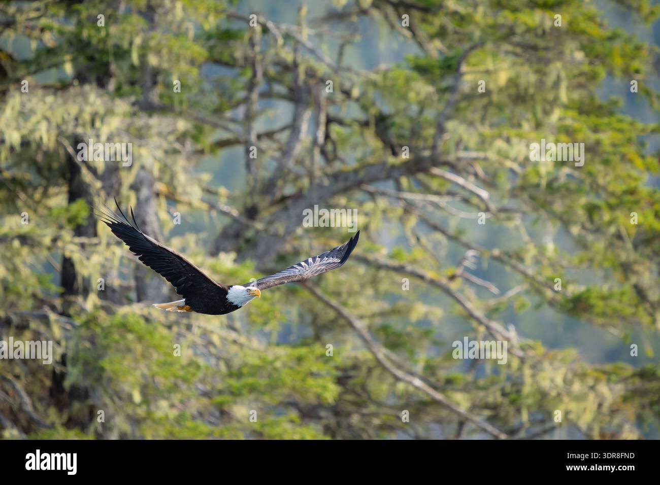 Aquila calva in volo sopra l'isola di Baranof, nel sud-est dell'Alaska. Foto Stock