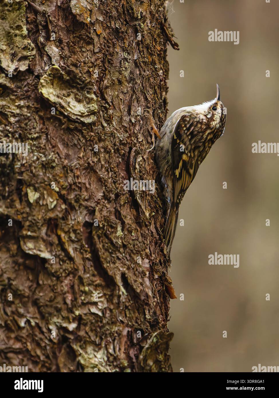 Brown Creeper che foraggia l'abete rosso nel sud-est dell'Alaska. Foto Stock