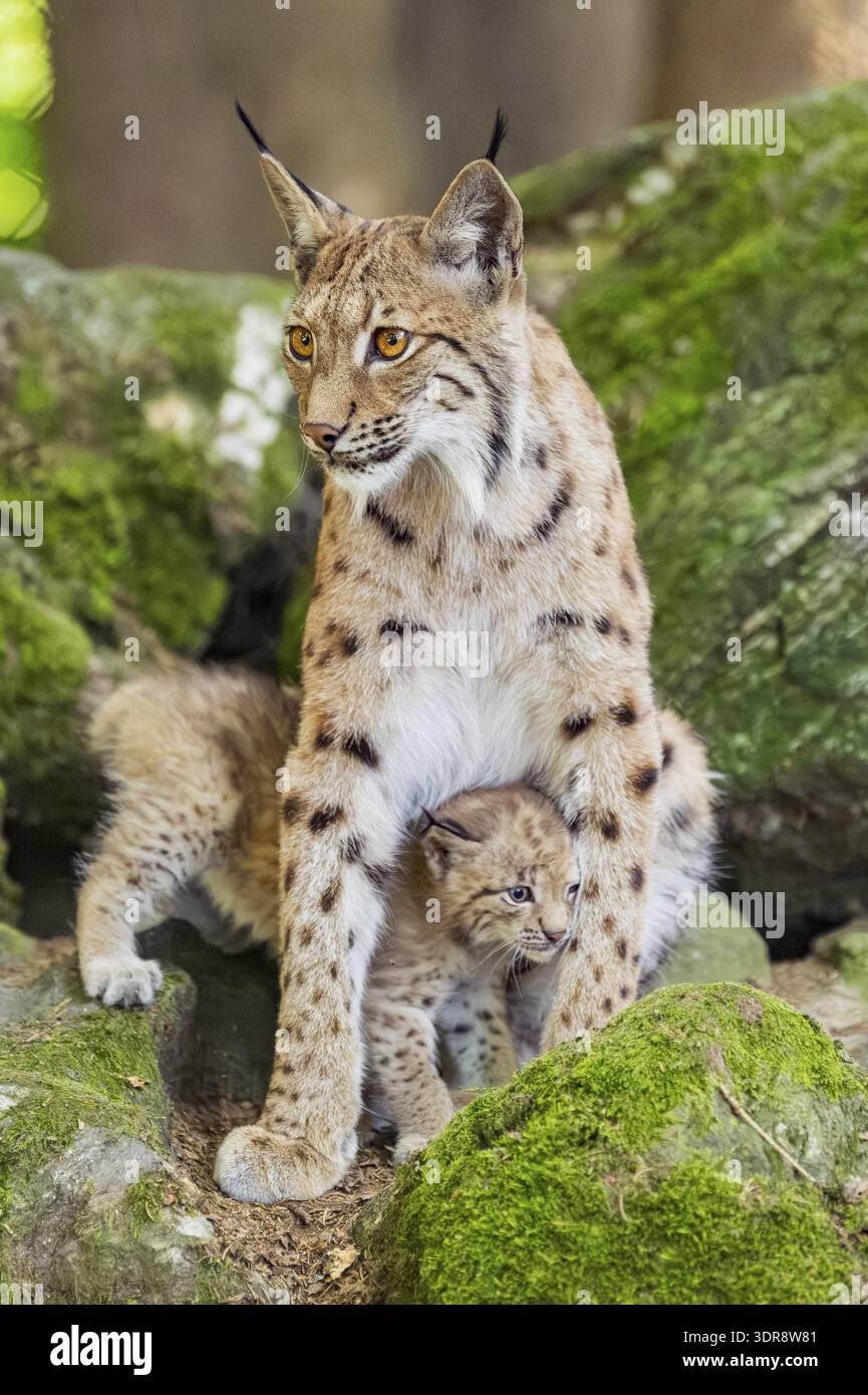 Lince eurasiatica (lince lince) madre con i suoi giovani (cuccioli) seduti su una roccia in una foresta, Baviera, Germania Foto Stock