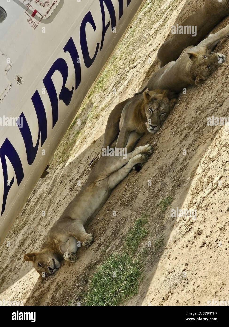 Un Dash 8 operato dalla compagnia aerea tanzaniana Auric Air ha subito un insolito ritardo: Mentre l'equipaggio stava per salire a bordo dell'aereo, hanno scoperto un'orda di Foto Stock