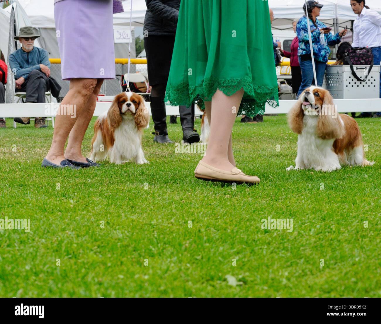 L'Hurricane Ridge Kennel Club (HRKC) All-Breed Dog Show 2025 è un evento di tre giorni tenuto dal 25 al 27 luglio 2025 al Carrie Blake Park di Sequim, Wa Foto Stock
