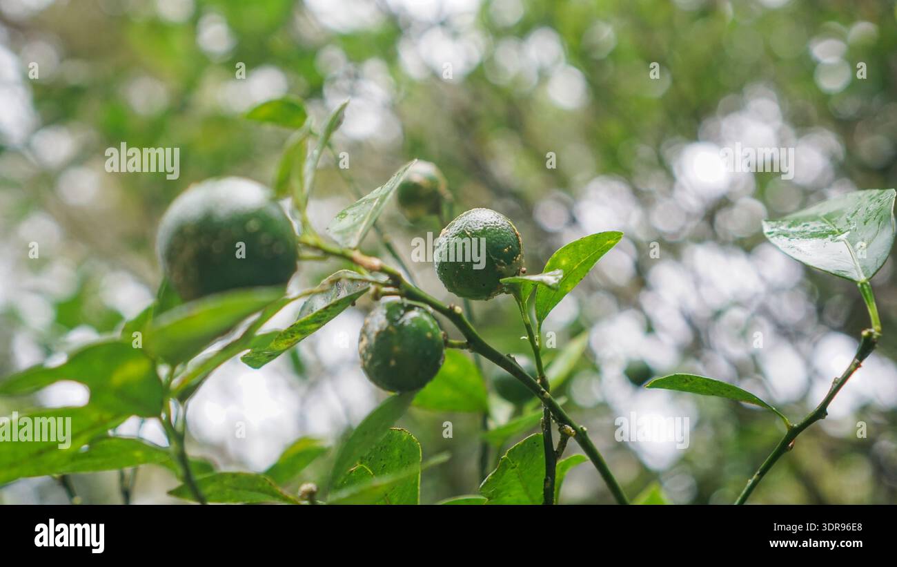 Uno scatto ravvicinato e ad angolo alto di un gruppo di limoni verdi freschi e accresciuti appesi a un ramo di un tiglio (Citrus aurantiifolia). Foto Stock