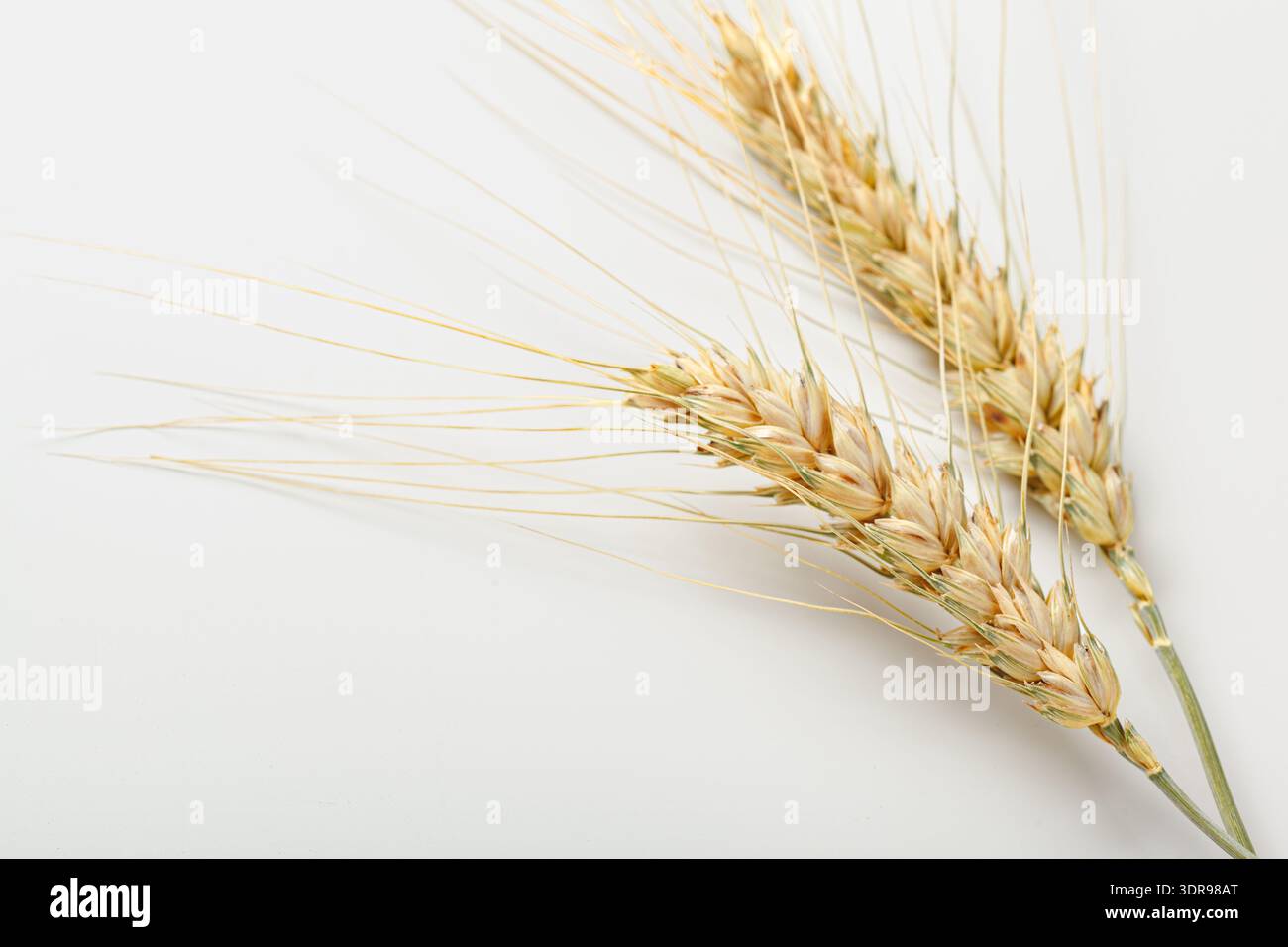 Gambi di grano posato su una superficie pulita e con luce naturale che mostra grani e consistenza Foto Stock