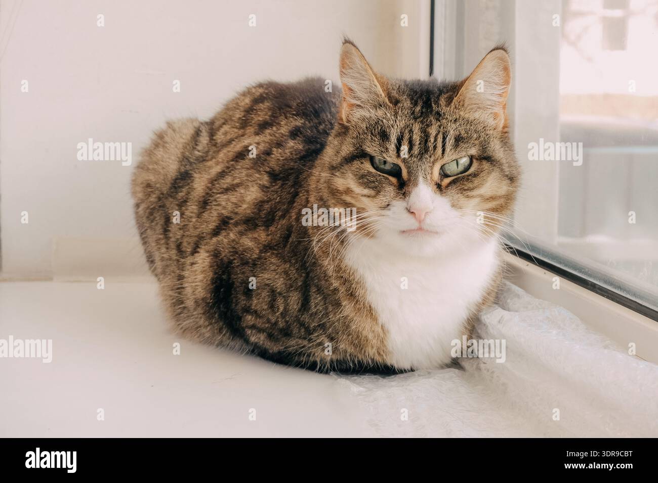 Ritratto di un animale domestico di Tabby su davanzale soleggiato per design, cartoncino, poster e sfondo - felino domestico accogliente con occhi verdi, petto bianco e pelliccia a righe Foto Stock