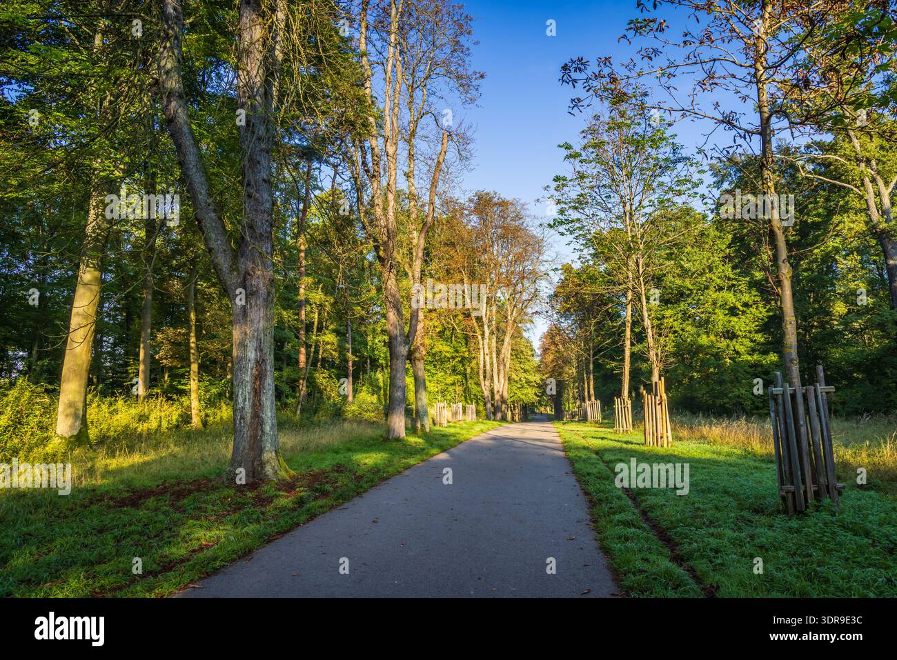 Percorso nel parco pubblico urbano circondato da alberi Foto Stock