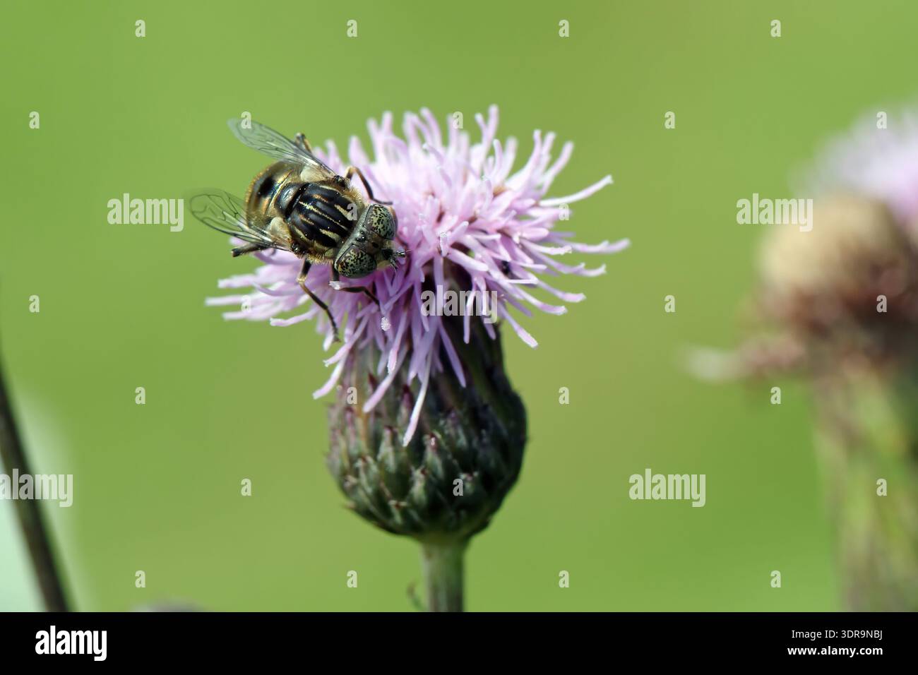 Common Lagoon Fly, Eristalinus aeneus noto anche come grande volo droni dagli occhi maculati. Vola sul fiore. Foto Stock