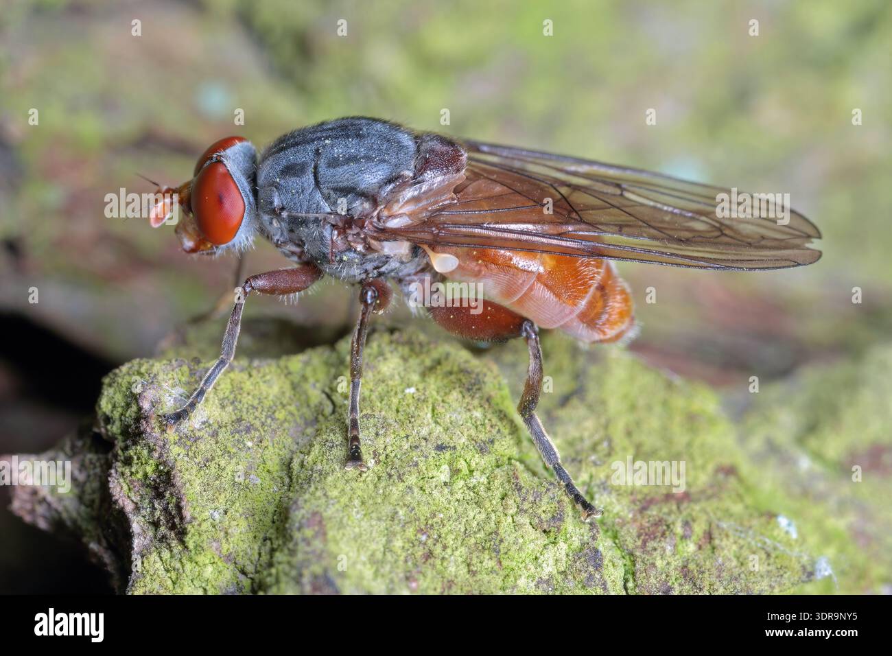 Brachyopa, vola nella famiglia Syrphidae Flower Flies.le larve si sviluppano nelle perdite di linfa di vari alberi decidui. Foto Stock