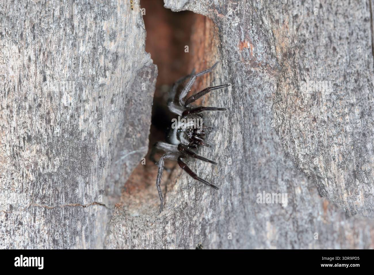 Ragno nero del genere Zelotes in attesa della sua preda in una cavità, una depressione nel bosco. Foto Stock