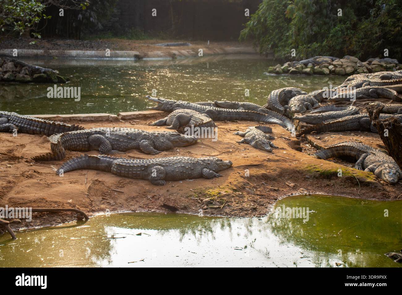 Numerosi coccodrilli che si crogiolano sulle rive sabbiose del Nandankanan Zoological Park, Odisha, accanto alle calme acque verdi circondate da densa vegeta Foto Stock