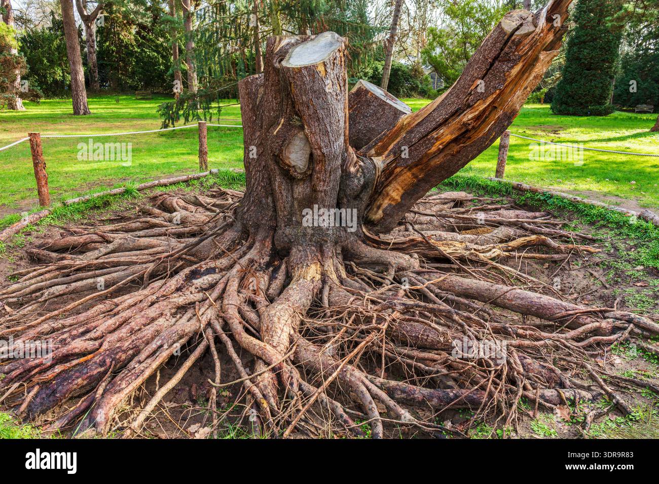 Sistema di radice esposto di un albero di pino di Lodgepole. Foto Stock