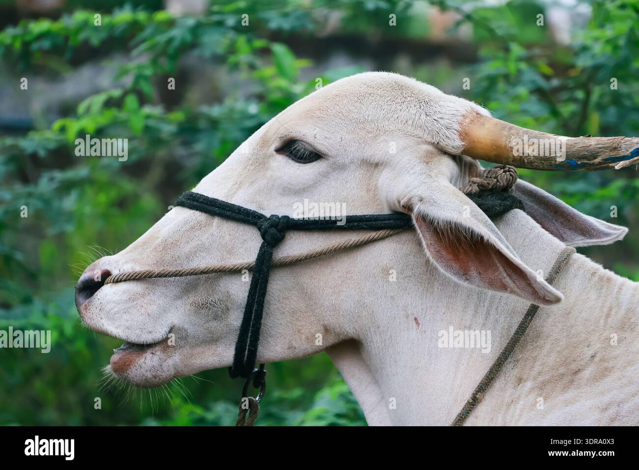 Immagine ravvicinata di un bue. Foto Stock