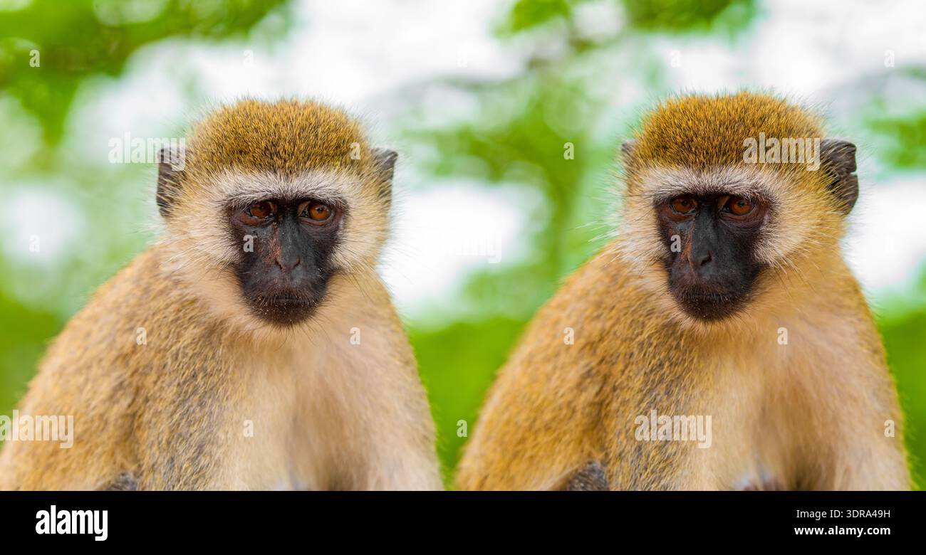 Scimmia verde Chlorocebus aethiops, bellissima scimmia popolare Foto Stock