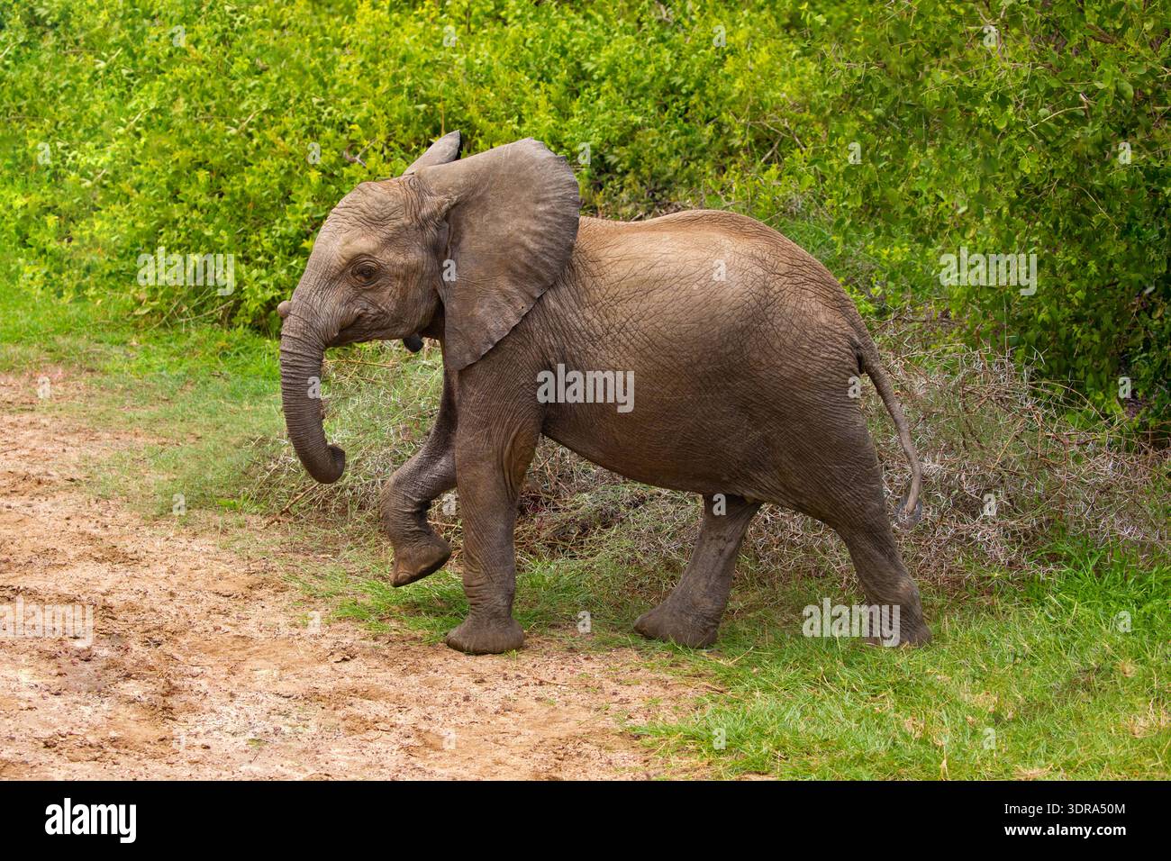 Elefante bambino cammina libero nella foresta di una riserva africana Foto Stock