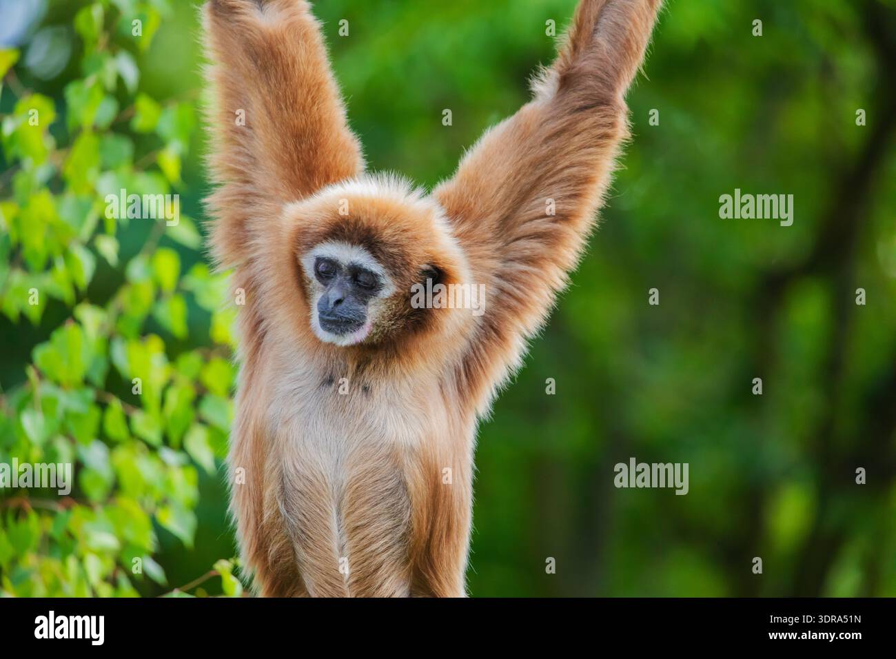 gibbon jumping bianco. Foto Stock