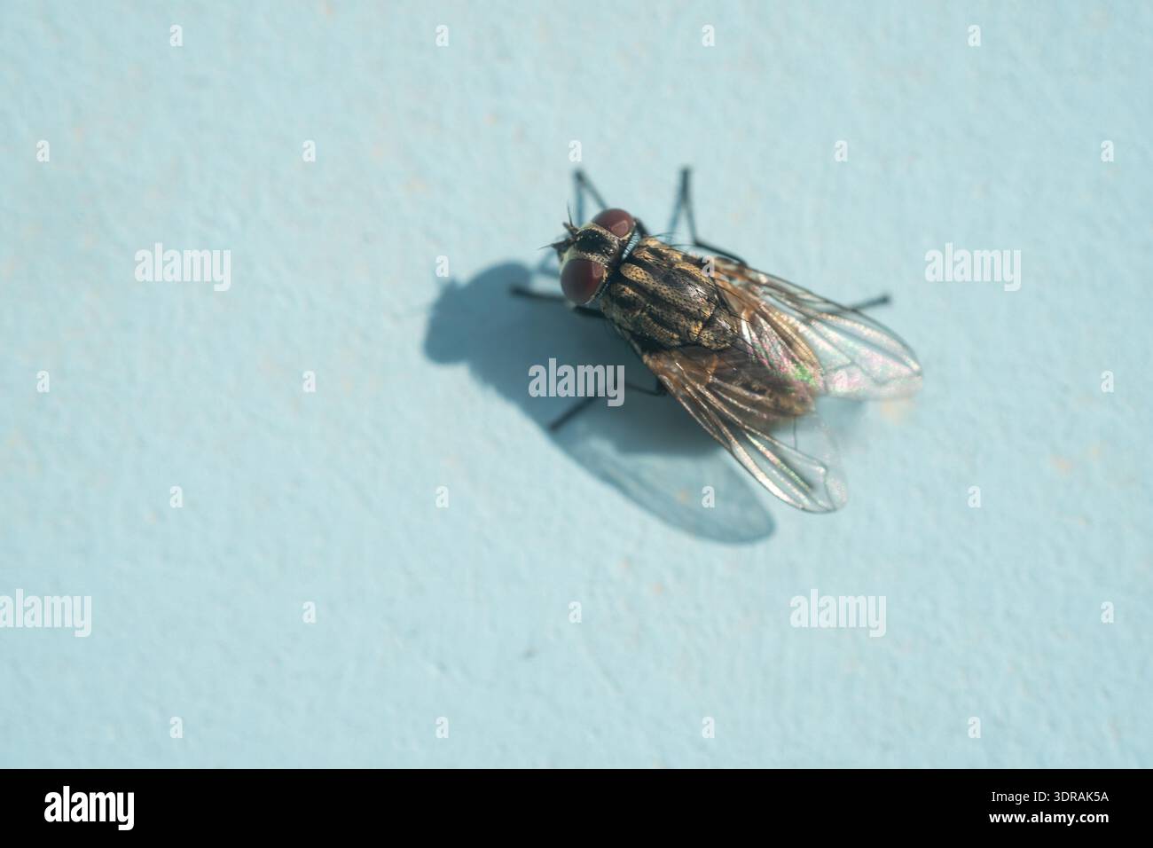Primo piano di una macrofotografia di una campanella che mostra le ali dettagliate e gli occhi rossi. Proietta un'ombra nitida su uno sfondo azzurro testurizzato. Foto Stock