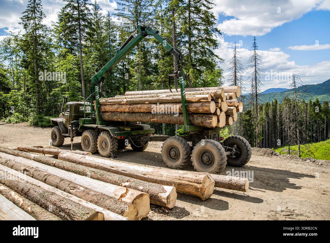 Una macchina forestale con il suo artiglio in legno in una foresta. Il carrello elevatore a forche afferra il legno nell'impianto di lavorazione del legno, nella pineta. Caricatore per tronchi o macchina forestale Foto Stock