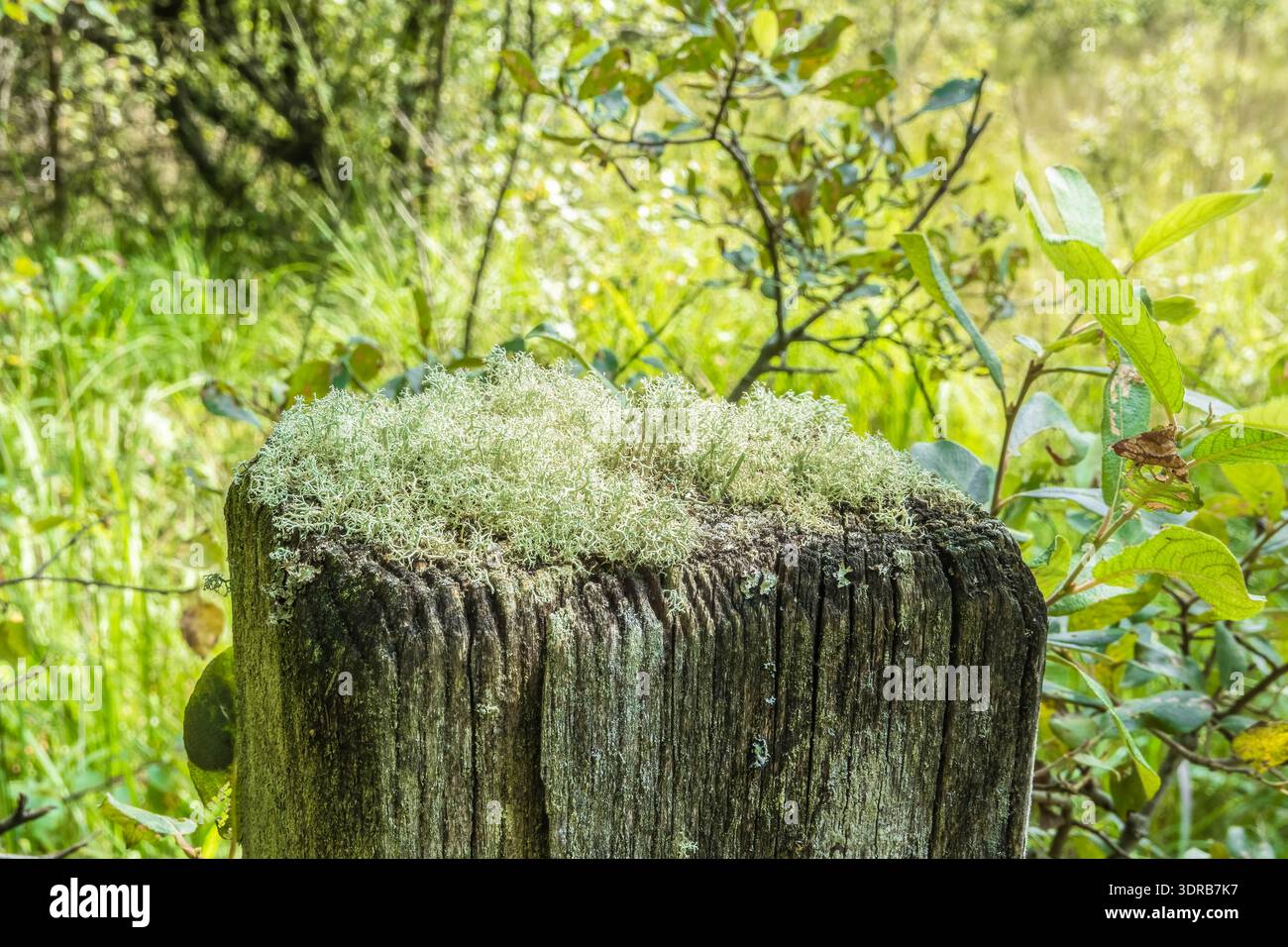 Lichene di renna (Cladonia rangiferina) che cresce su una recinzione dopo la riserva naturale nazionale di Cors Caron e le zone umide. Tregaron Wales Regno Unito. Agosto 2025 Foto Stock