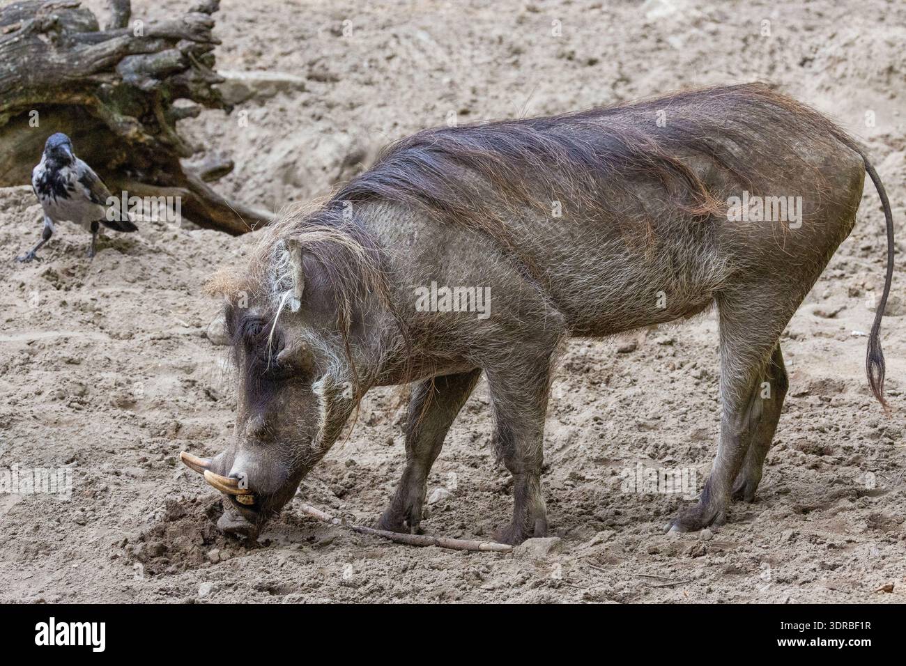 Warthog comune, in piedi molto vicino Foto Stock