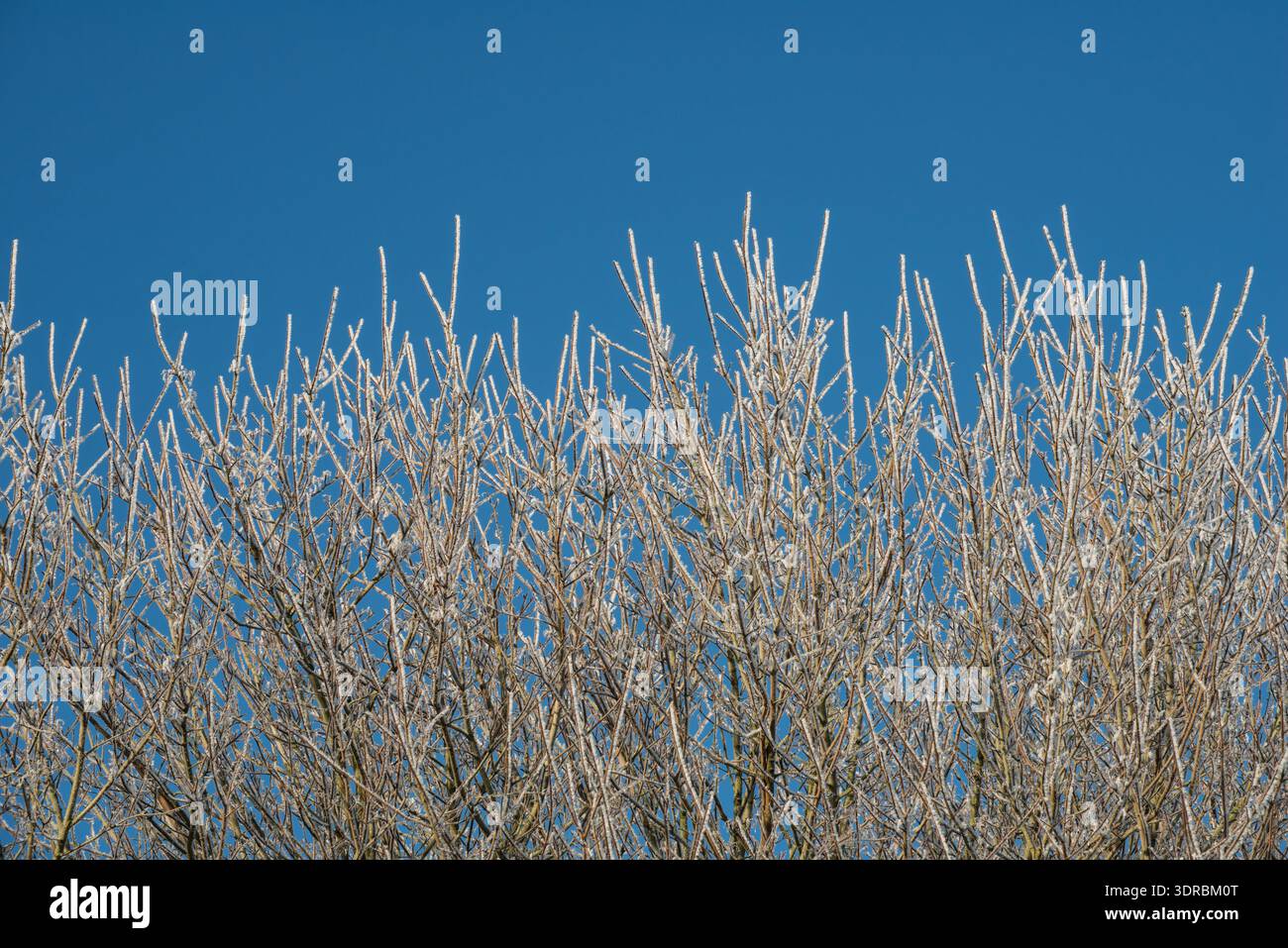 Cristalli di ghiaccio di Hoar sui rami di una siepe contro un cielo blu limpido Foto Stock