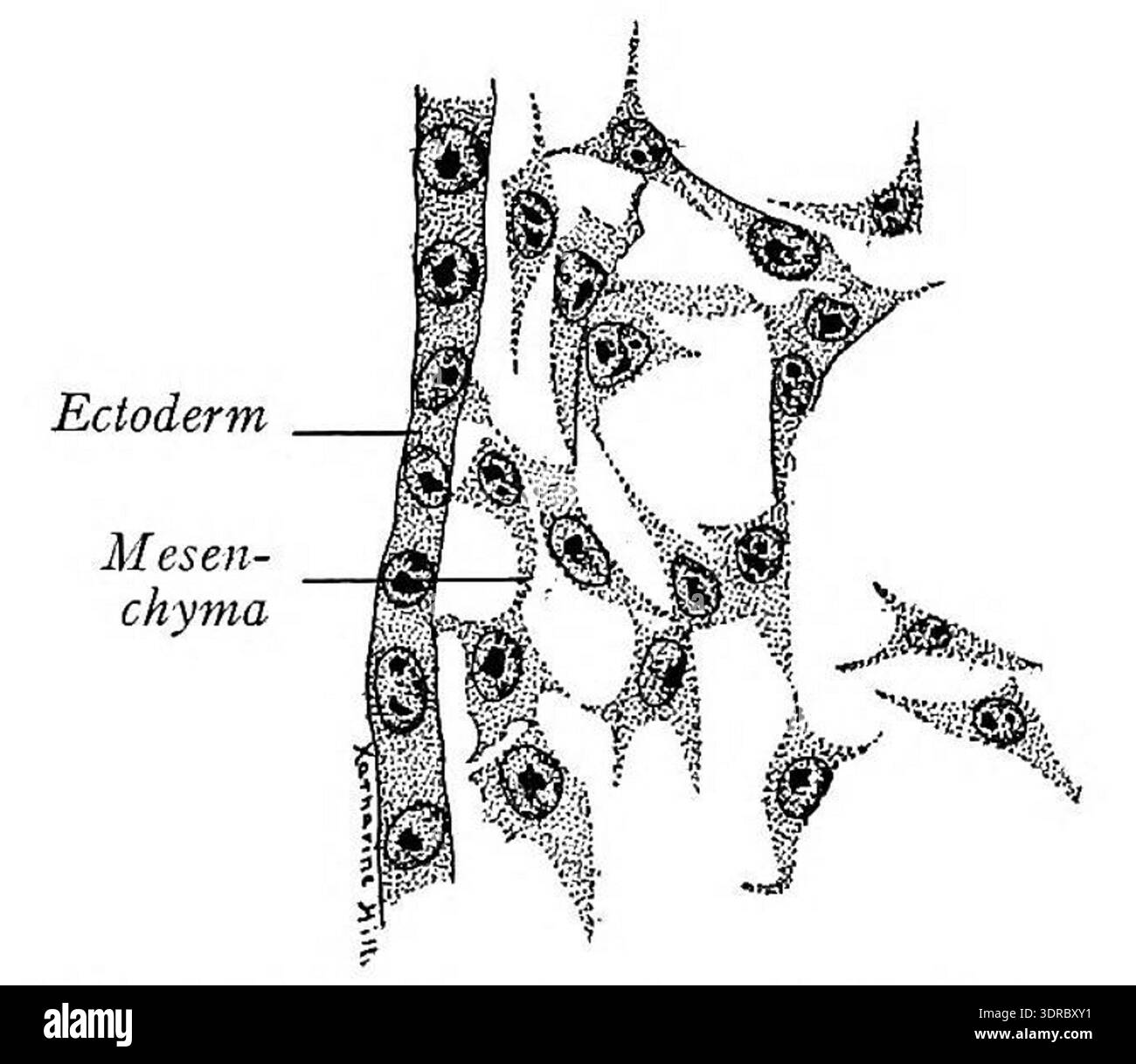 Questa illustrazione mostra il tessuto mesenchimale estratto dalla testa di un embrione di pulcino di trentasei ore, ingrandito 495 volte. Il mesenchyma è costituito da cellule indifferenziate e poco organizzate che si svilupperanno in tessuti connettivi, cartilagine, ossa e altre strutture. L'esempio evidenzia le prime fasi dello sviluppo embrionale vertebrato, della morfologia cellulare e dell'organizzazione istologica. Fornisce informazioni sull'embriologia aviaria, sulla differenziazione cellulare e sulla formazione anatomica negli embrioni di pulcini precoci. Foto Stock