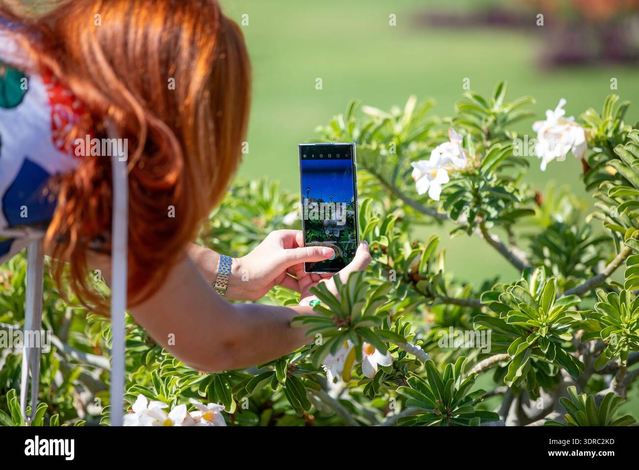 Una donna dai capelli rossi sta facendo una foto di splendidi fiori con uno smartphone Foto Stock