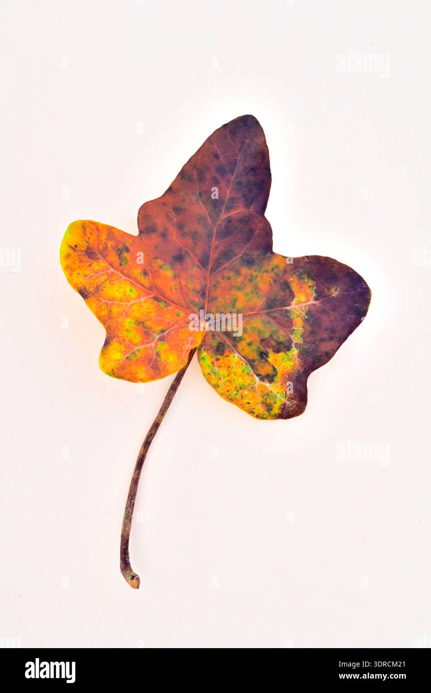 Foglia singola e gambo di edera con ricchi colori autunnali dorati e marroni Foto Stock