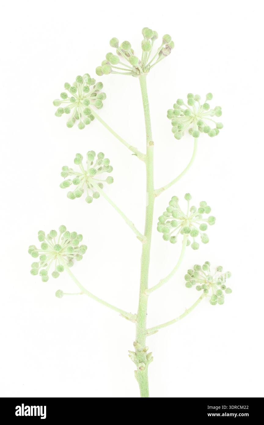 Sottile gambo verde di edera con sette teste di semina immature con frutti di bosco Foto Stock